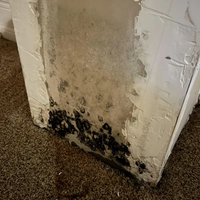 Professional Mold Removal in Lebanon, PA